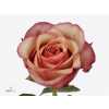 Rosa Gr Vintage