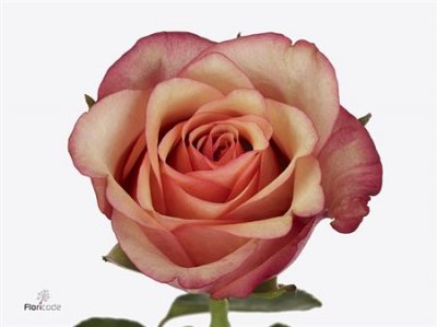Rosa Gr Vintage