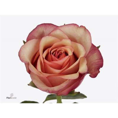 Rosa Gr Vintage