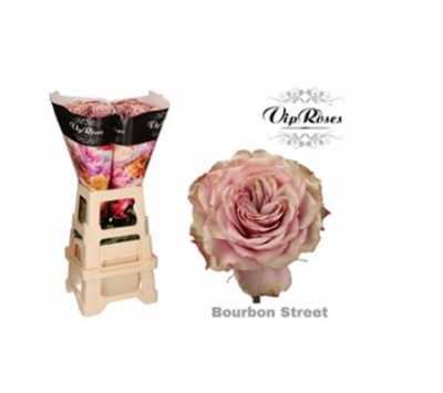 Rosa Gr Vip Bourbon Street