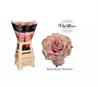 Rosa Gr Vip Bourbon Street