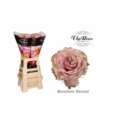 Rosa Gr Vip Bourbon Street