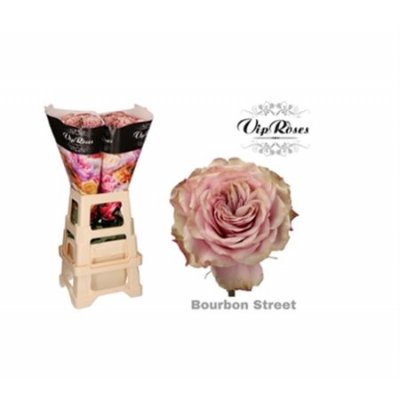 Rosa Gr Vip Bourbon Street