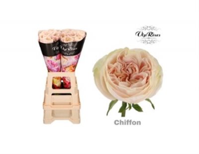 Rosa Gr Vip Chiffon
