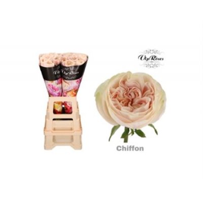 Rosa Gr Vip Chiffon