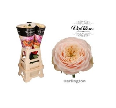 Rosa Gr Vip Darlington