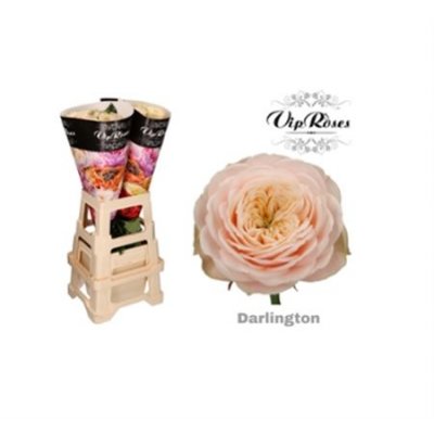 Rosa Gr Vip Darlington
