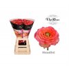 Rosa Gr Vip Houdini