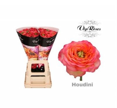 Rosa Gr Vip Houdini
