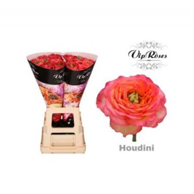 Rosa Gr Vip Houdini