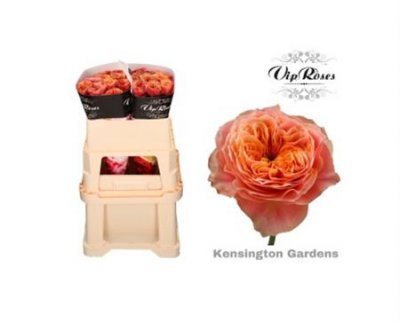Rosa Gr Vip Kensin Gardens!