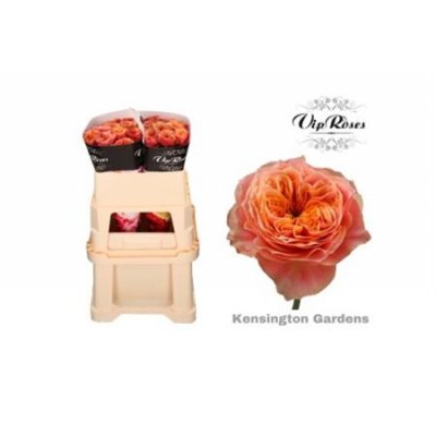 Rosa Gr Vip Kensin Gardens!