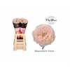 Rosa Gr Vip Mansfield Park