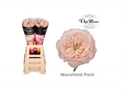 Rosa Gr Vip Mansfield Park