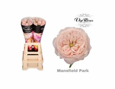 Rosa Gr Vip Mansfield Park