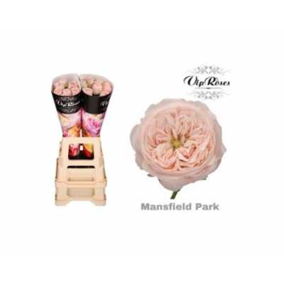 Rosa Gr Vip Mansfield Park