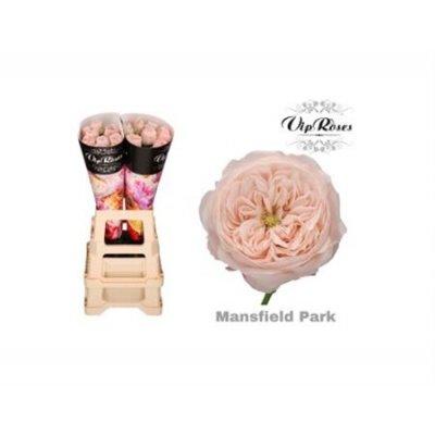 Rosa Gr Vip Mansfield Park