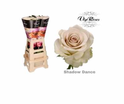 Rosa Gr Vip Metha