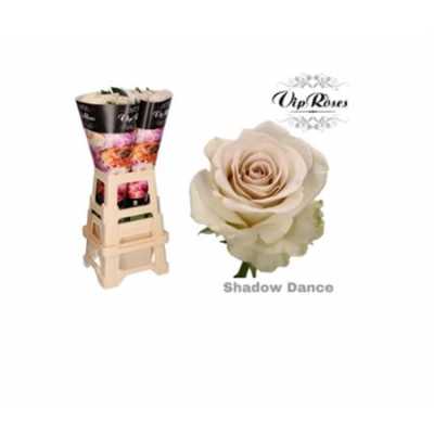 Rosa Gr Vip Metha