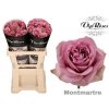 Rosa Gr Vip Mont Martre+