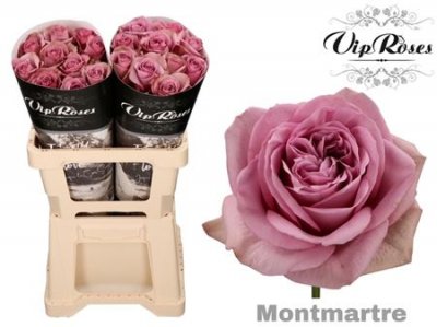 Rosa Gr Vip Mont Martre+