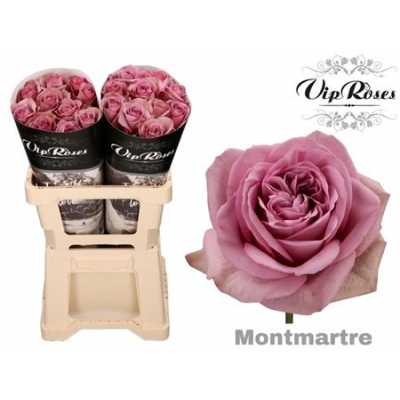 Rosa Gr Vip Mont Martre+