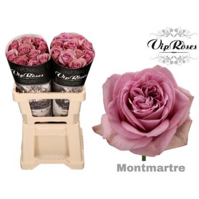 Rosa Gr Vip Mont Martre+