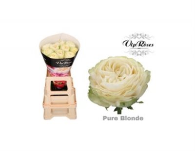 Rosa Gr Vip Pure Blonde
