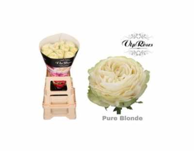 Rosa Gr Vip Pure Blonde