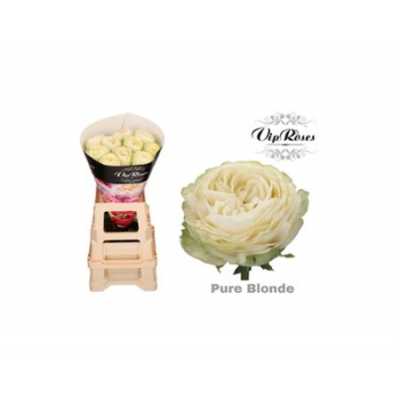 Rosa Gr Vip Pure Blonde