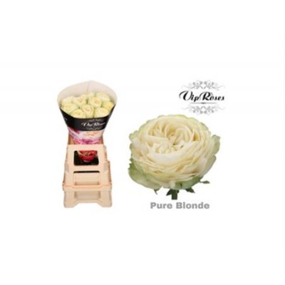 Rosa Gr Vip Pure Blonde