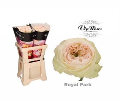 Rosa Gr Vip Royal Park