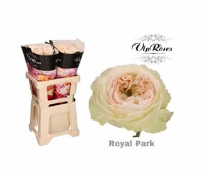 Rosa Gr Vip Royal Park