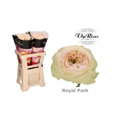 Rosa Gr Vip Royal Park
