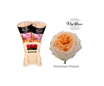 Rosa Gr Vip Victoria Peach