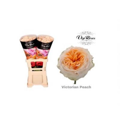 Rosa Gr Vip Victoria Peach