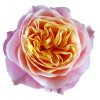 Rosa Gr Vuvuzela