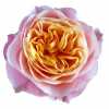 Rosa Gr Vuvuzela