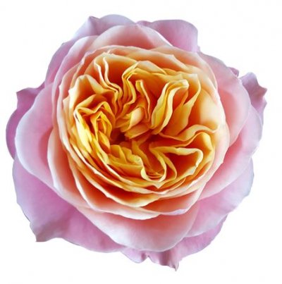 Rosa Gr Vuvuzela