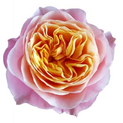 Rosa Gr Vuvuzela
