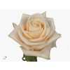 Rosa Gr Wedding Rose