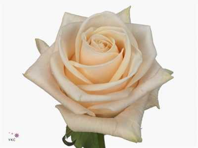 Rosa Gr Wedding Rose