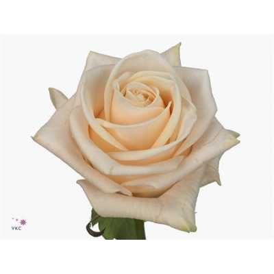 Rosa Gr Wedding Rose