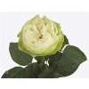 Rosa Gr White Kahala