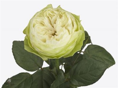 Rosa Gr White Kahala