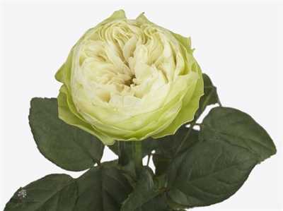 Rosa Gr White Kahala