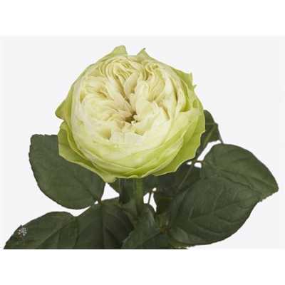 Rosa Gr White Kahala