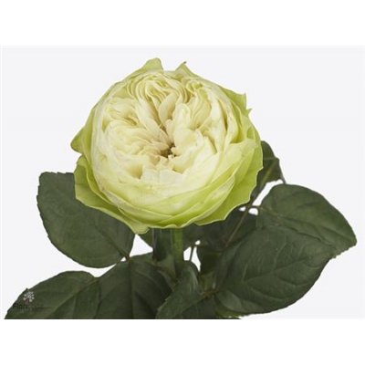 Rosa Gr White Kahala