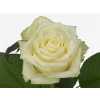 Rosa Gr White Naomi A2 Porta