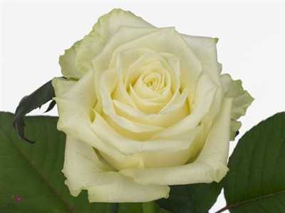 Rosa Gr White Naomi A2 Porta